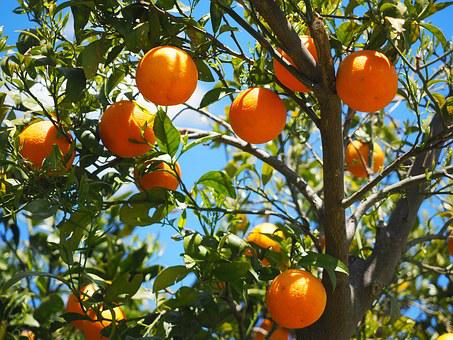 种植柑橘使用喜锐施水溶肥果子长得好