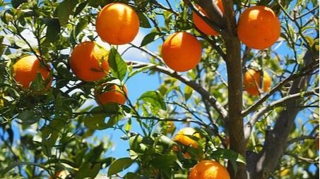 柑橘幼果膨大期如何施肥？