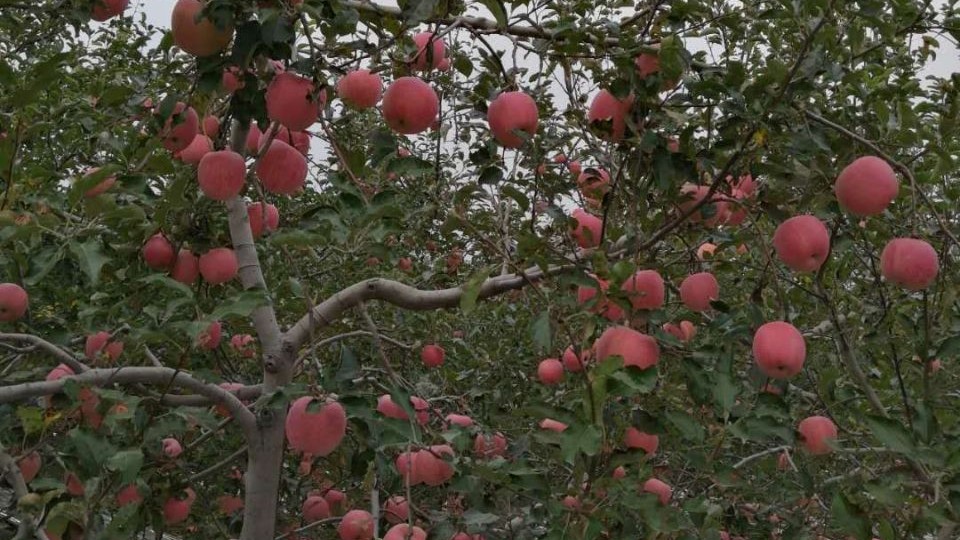 苹果成熟期遇上连阴雨怎么办？