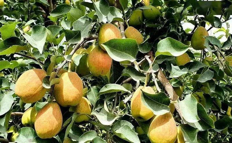 种植库尔勒香梨使用喜锐施水溶肥的效果