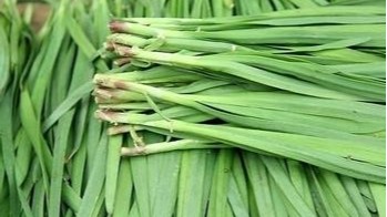 给韭菜施肥​要注意什么？