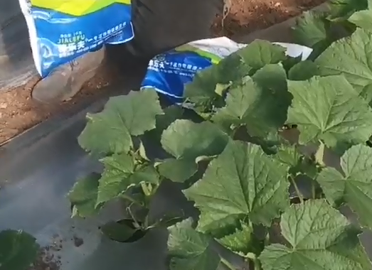 黄瓜施肥​怎么做？