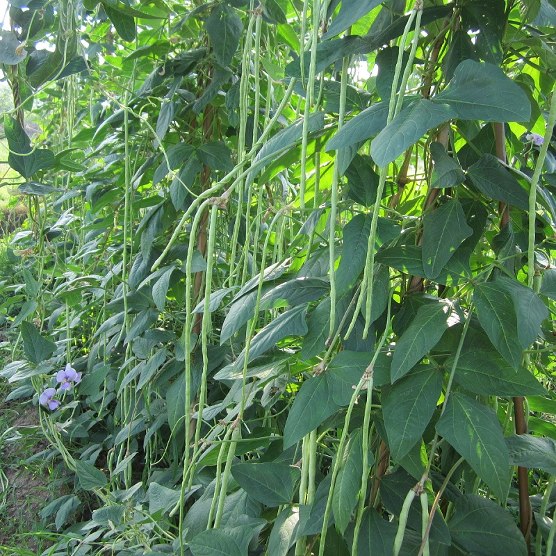 种植豆角使用喜锐施水溶肥效果好