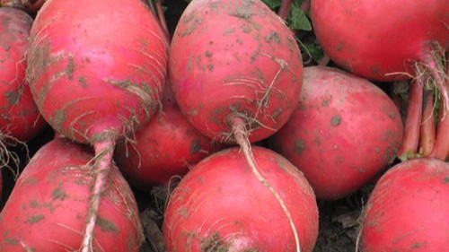 红皮萝卜的种植方法和管理技术