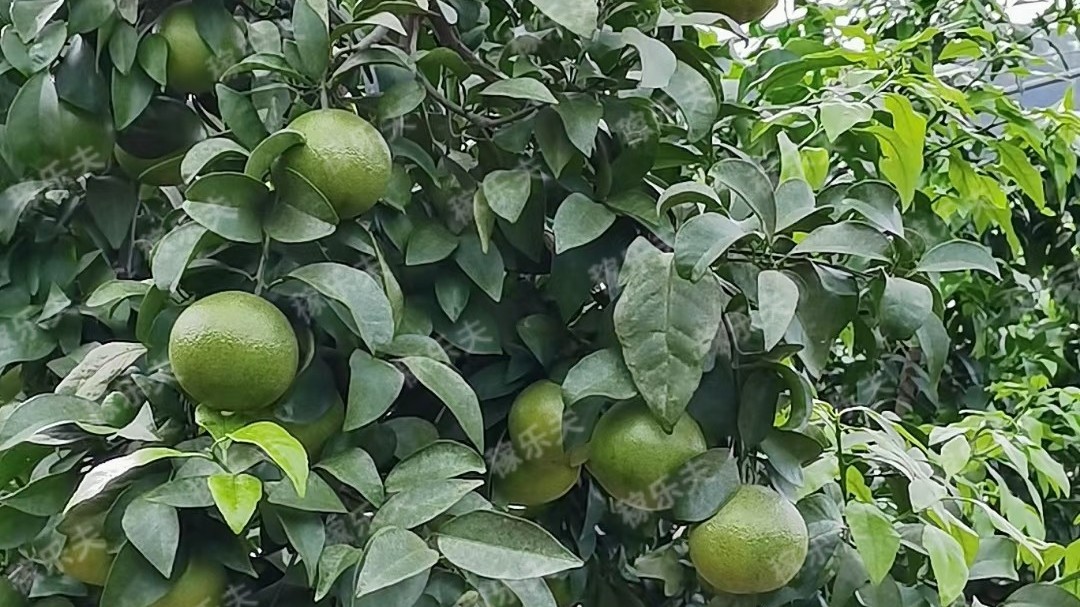 柑橘怎样减​少浮皮果？