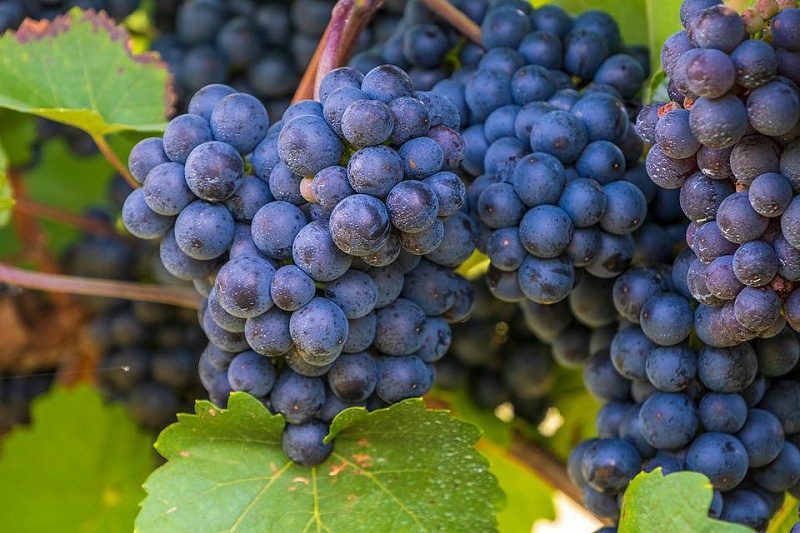 种植葡萄使用喜锐施叶面肥效果好
