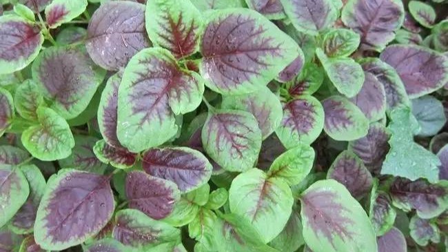 苋菜怎么种植？苋菜怎么施肥管理更高产？