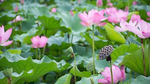 莲藕如何实现高产？种植莲藕用什么肥？