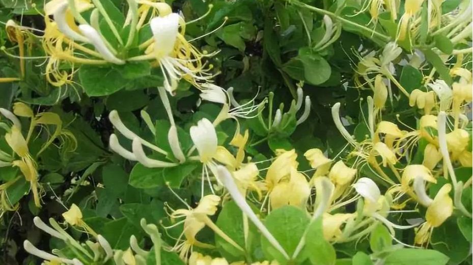 金银花秋季抽枝慢怎么办？