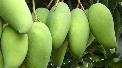 芒果如​何施肥？