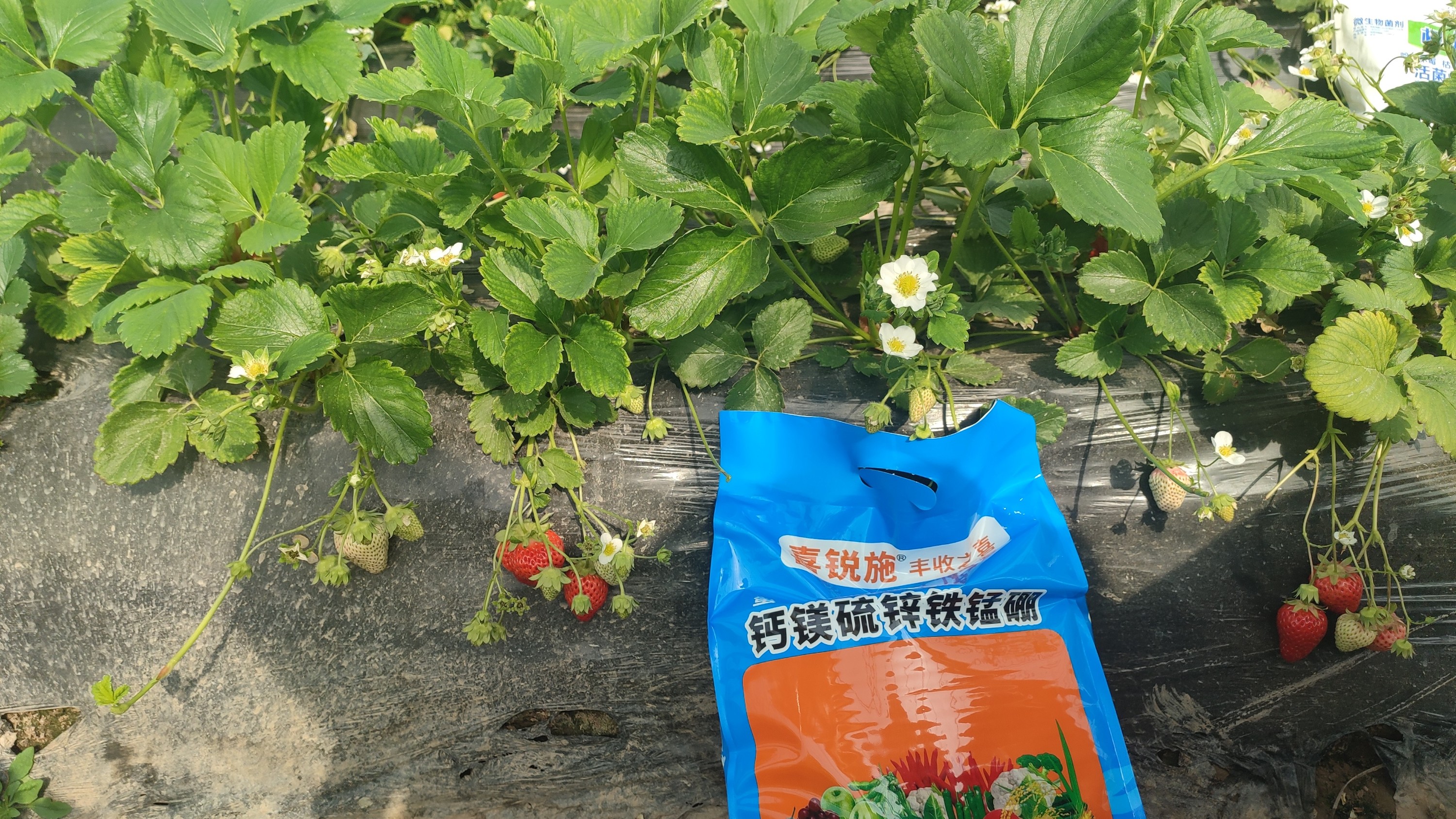 作物施肥为什​么要用中量元素水溶肥？