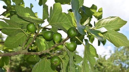 怎么种植无花果？无花果的育苗种植技术