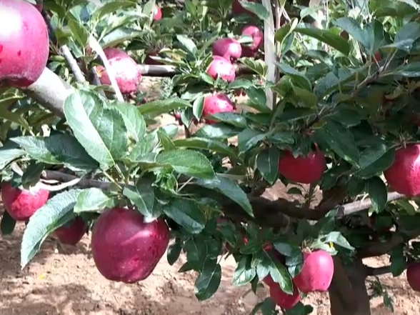 种植苹果使用喜锐施水溶肥的效果