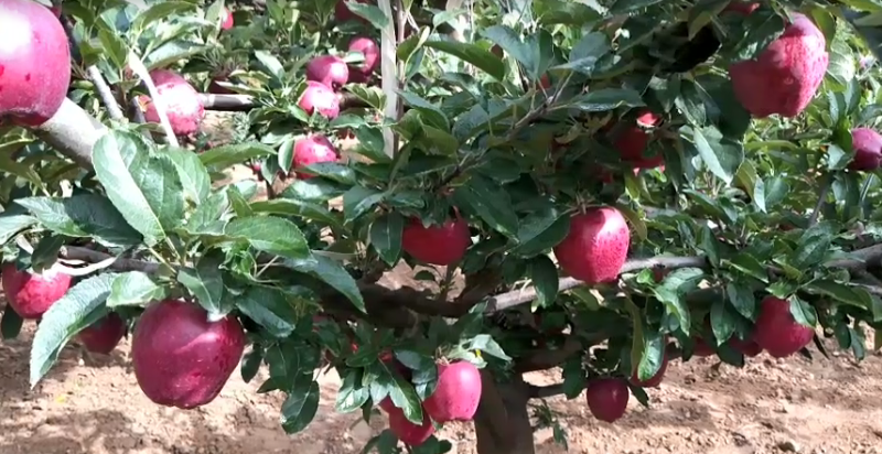 苹果膨果转色期使用喜锐施水溶肥的效果