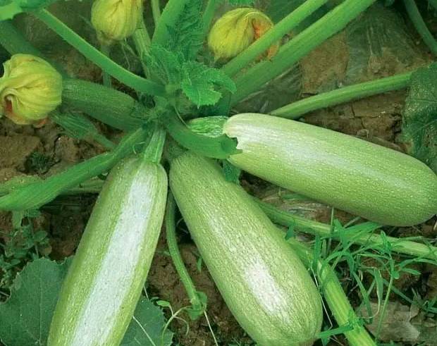 使用喜锐施微生物菌剂种植的西葫芦效果