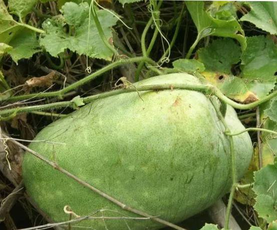 使用喜锐施微生物菌剂种植冬瓜的效果