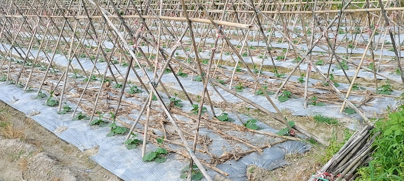 使用喜锐施水溶肥种植的冬瓜苗