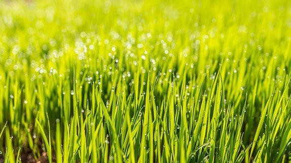 草坪种植的施肥要点！