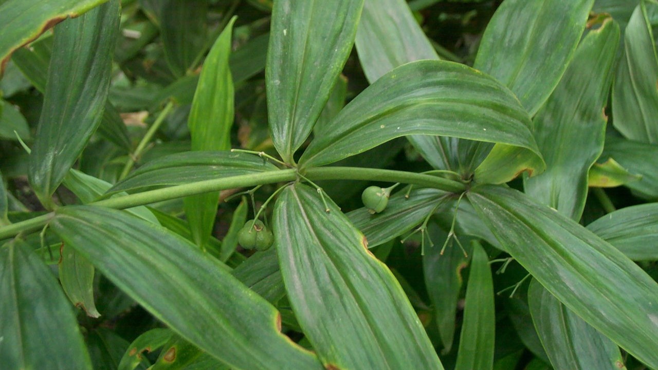 ​中药材如何安全过冬春季节？
