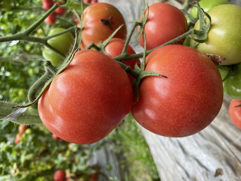 番茄使用喜锐施水溶肥长势好