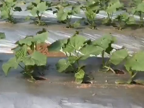 水溶肥的五​大优势有哪些？