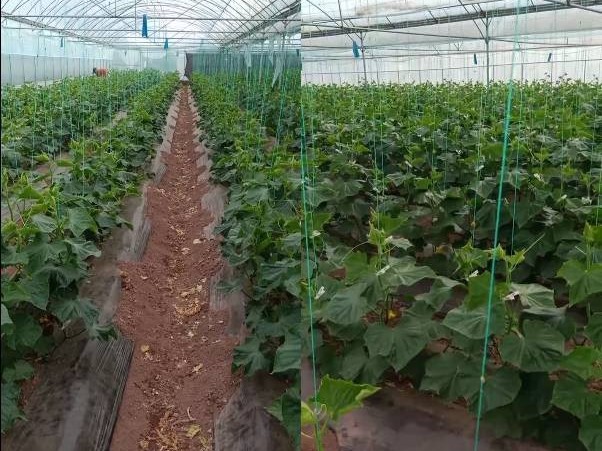 黄瓜种植户反馈使用喜锐施叶面肥的效果
