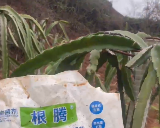 火龙果使用稼乐夫水溶肥长势好