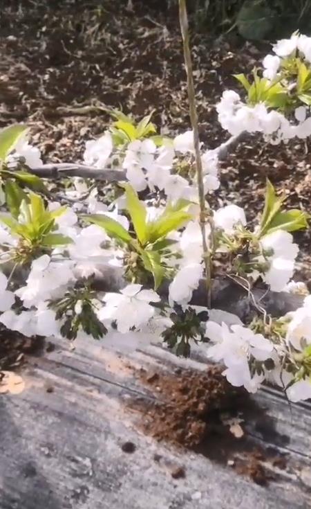 樱桃使用稼乐夫水溶肥开花好