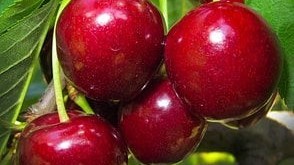 种植大樱桃使用喜锐施水溶肥产量高、效果好