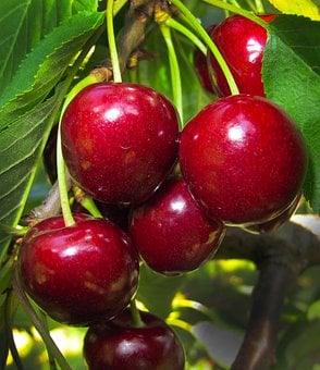 大樱桃使用喜锐施水溶肥产量高、长得好