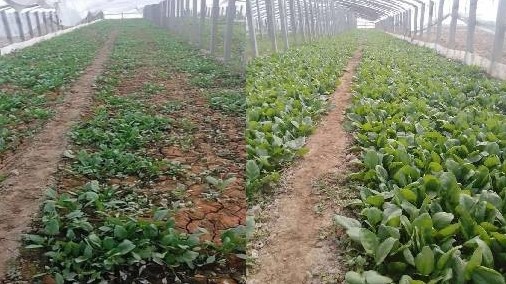 种菜用什么肥料好