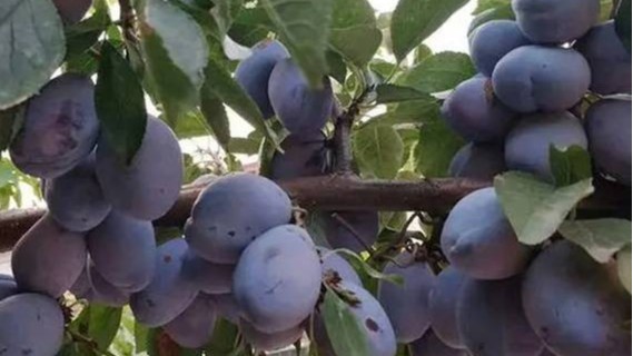 西梅，喜锐施水溶肥