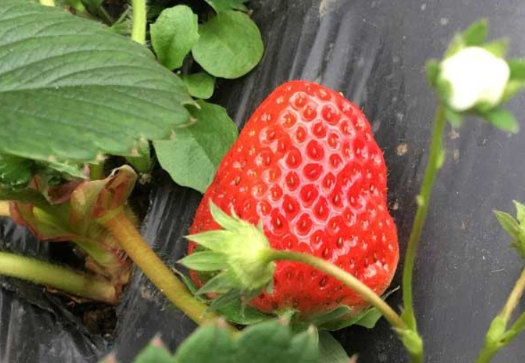 草莓使用喜锐施水溶肥长势好