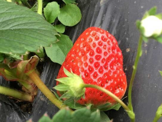 草莓可​以与什么作物套种?