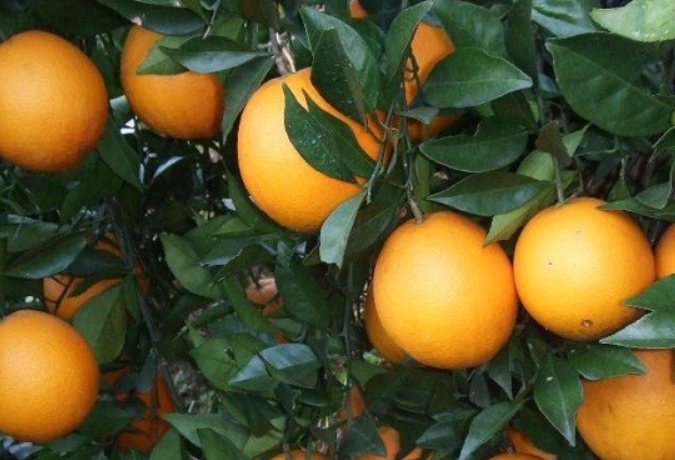 橙子使用喜锐施水溶肥长势好