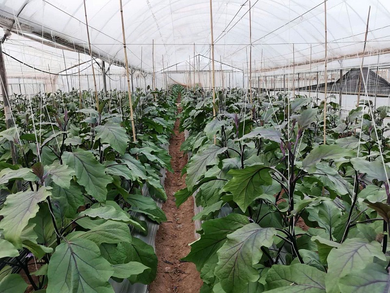 茄子上施用喜锐施微生物菌剂的效果