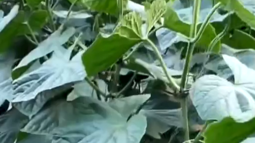 黄瓜种植用什​么水溶肥好？