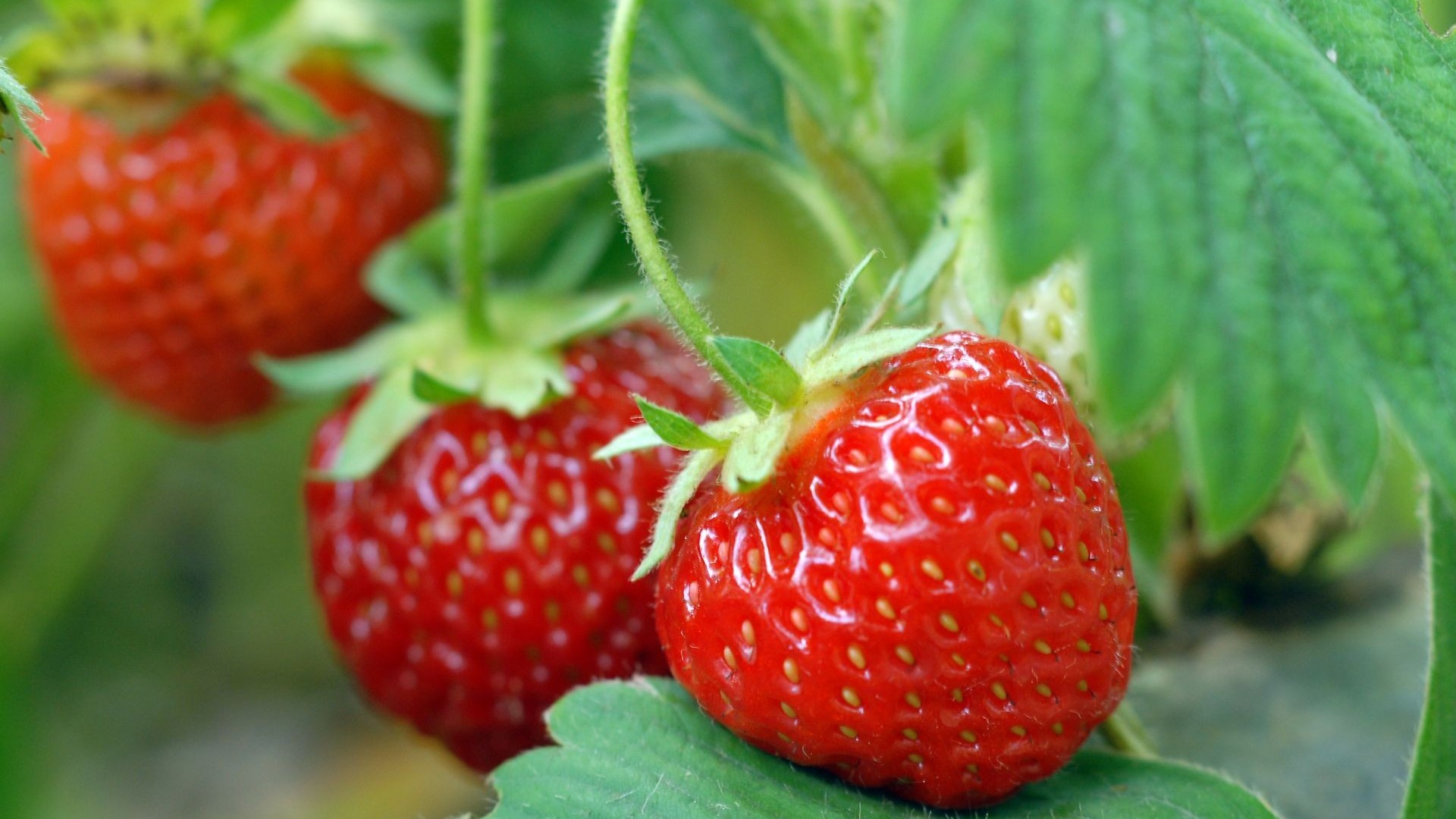 草莓定植后用​什么水溶肥好？