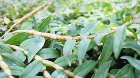 河南水溶肥哪个好？