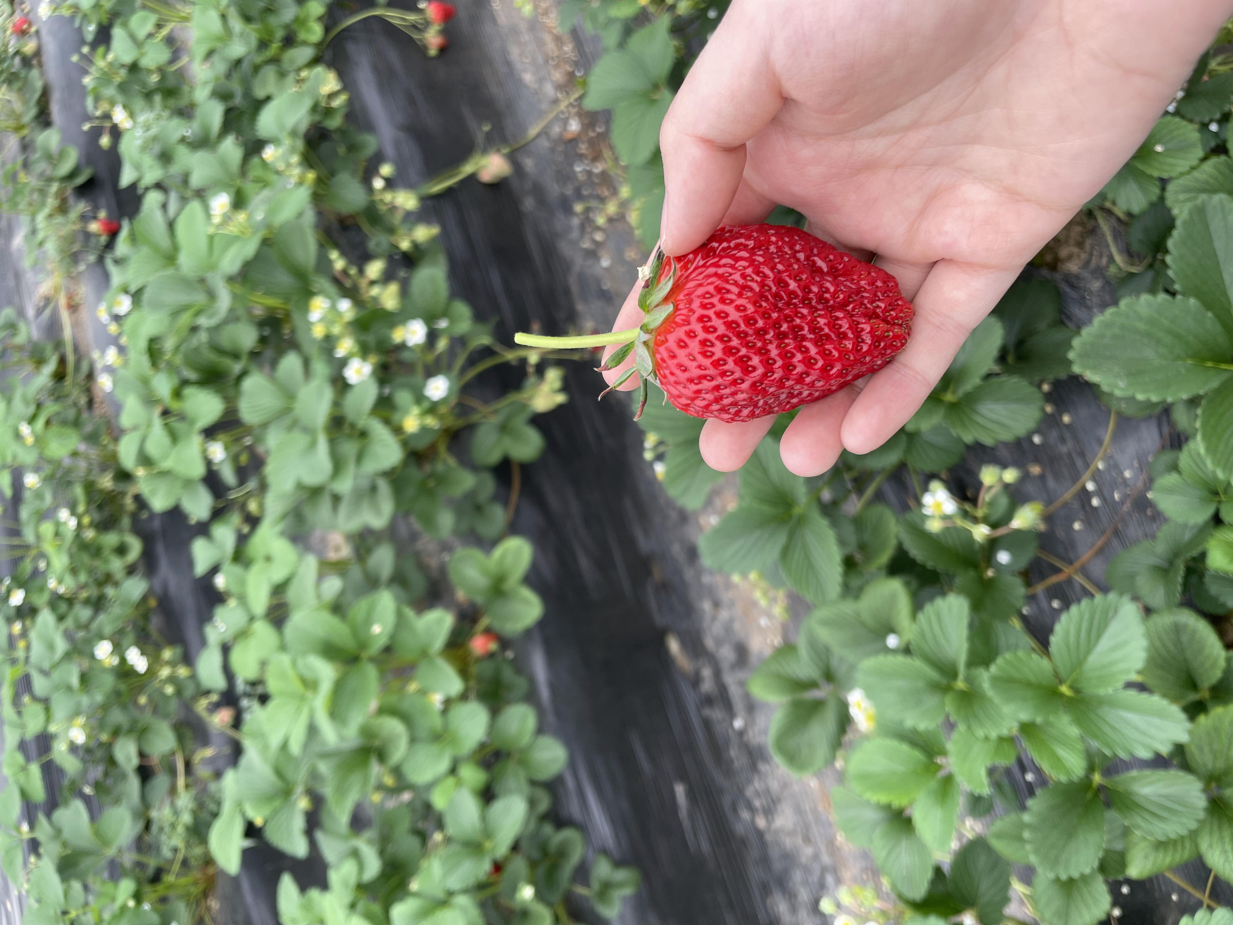 草莓春季管理措施有哪些？