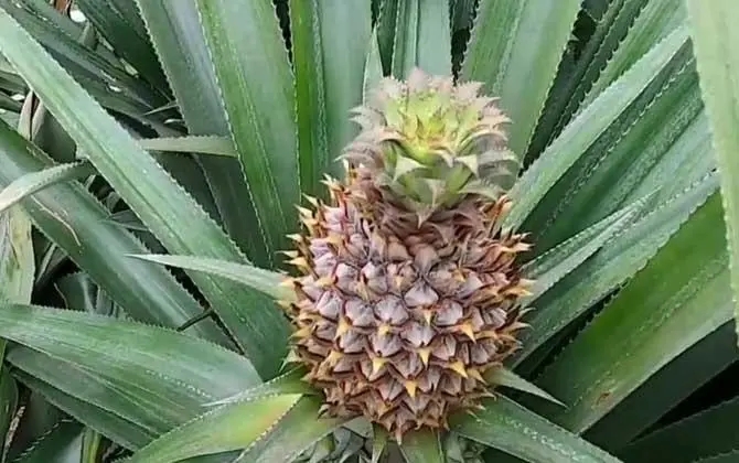 菠萝使用喜锐施水溶肥长势好