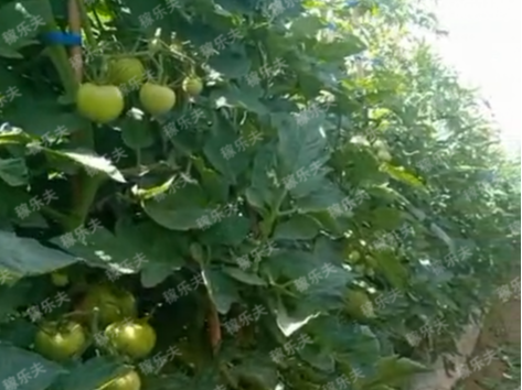 番茄使用什​么水溶肥好？