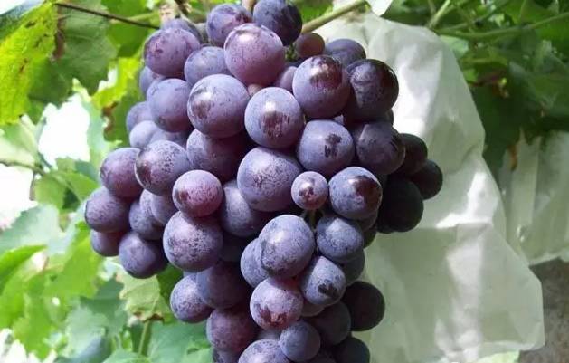 葡萄使用喜锐施水溶肥长势好
