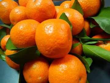 柑橘使用稼乐夫水溶肥