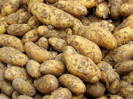 种植土豆使用喜锐施水溶肥