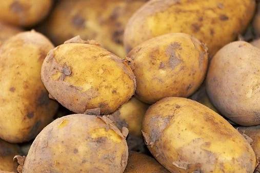 使用喜锐施种植的土豆
