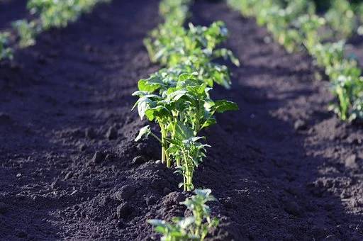 施用喜锐施水溶肥的土豆种植地