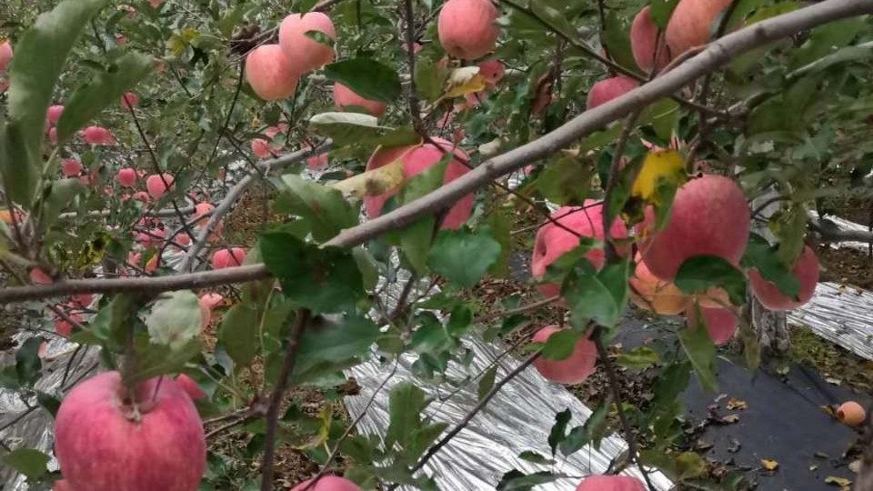 苹果园施基肥如何效果更好？