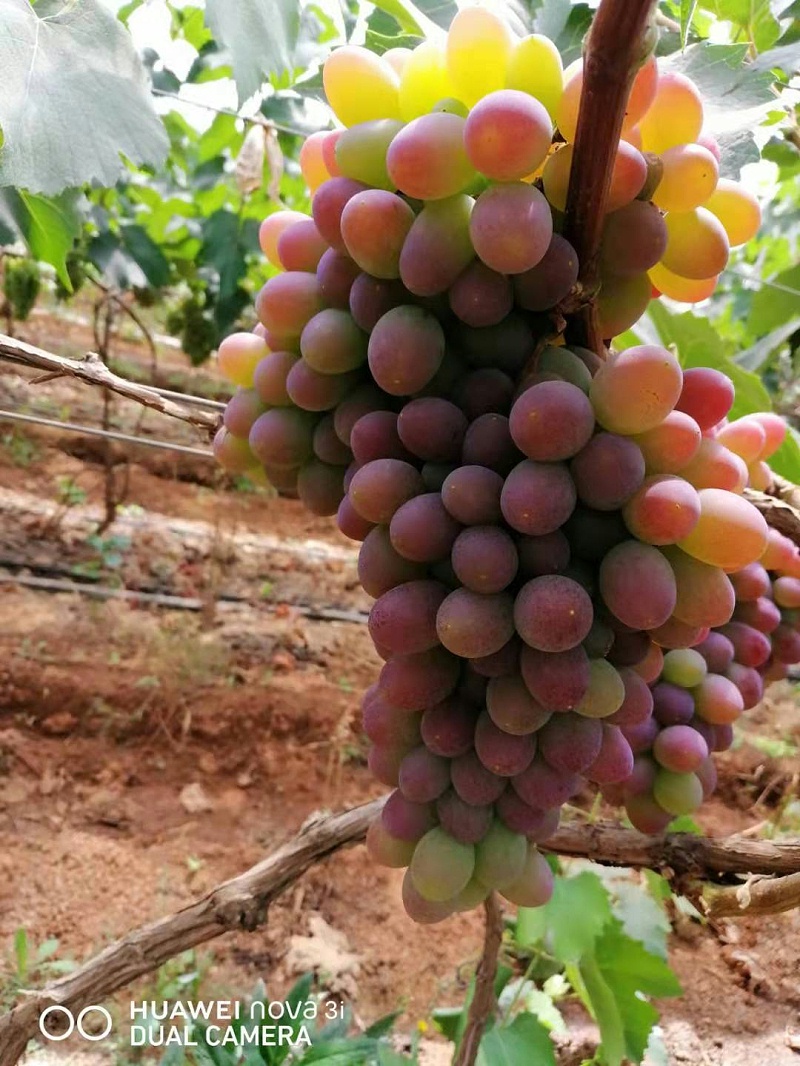 种植葡萄使用喜锐施水溶肥的效果好