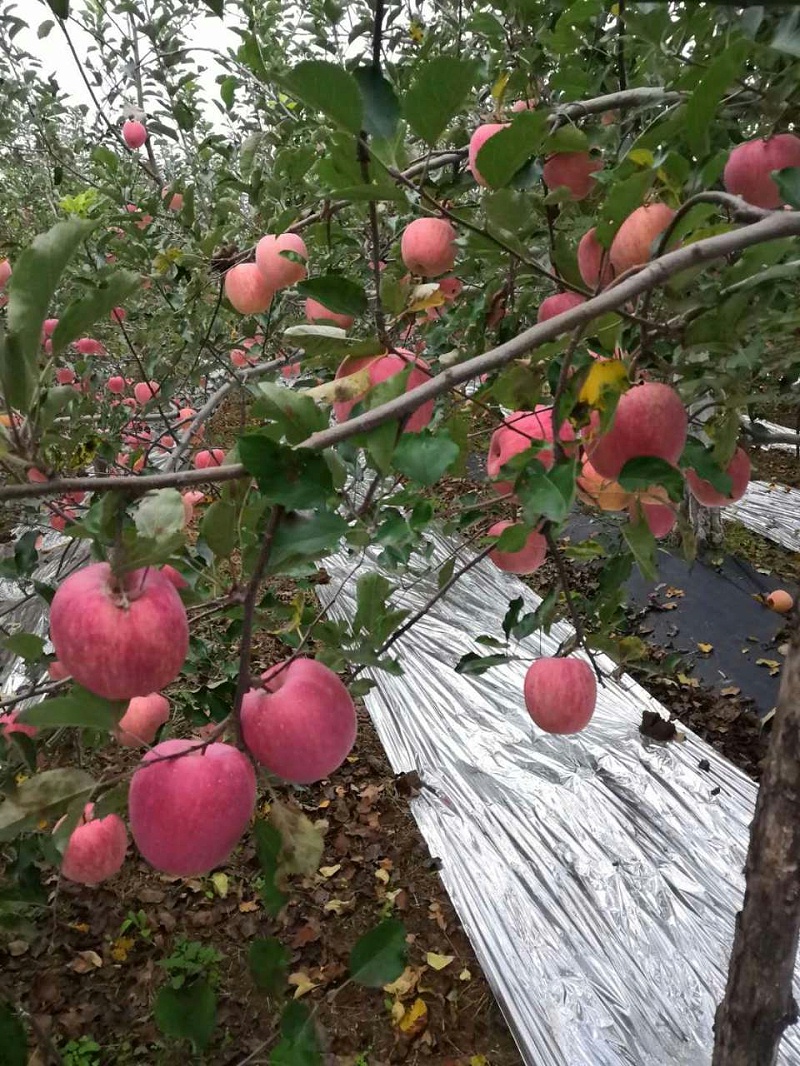 苹果果园使用喜锐施水溶肥的效果